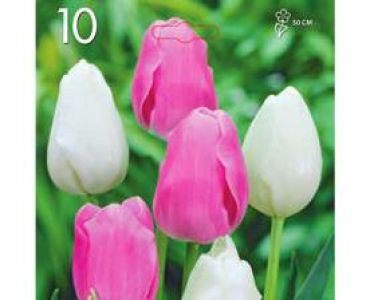 Лале Triumph white and pink 1 оп (10 луковици)